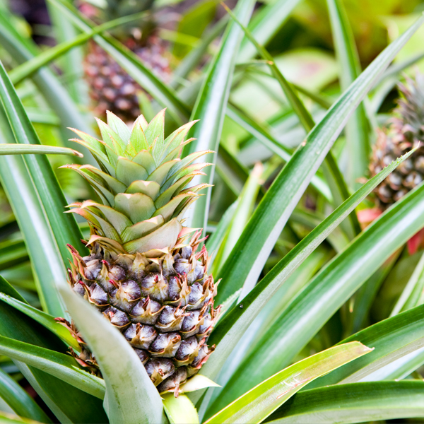 Searles Growing pineapples for the home gardener